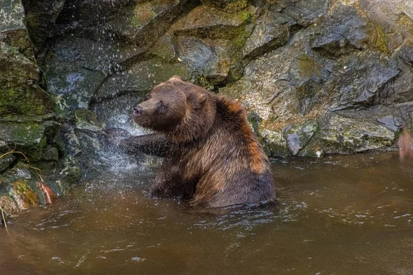 Belo Urso Marrom Nadando Água — Fotografia de Stock