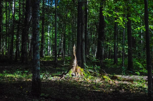 Пейзаж Біловезького Первісного Лісу Польщі Білорусі — стокове фото