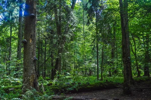 Landschap Van Het Oerwoud Van Bialowieza Polen Belarus — Stockfoto