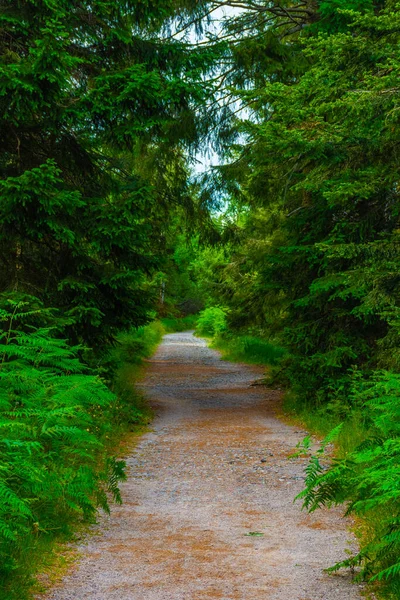 Wandelpad Het Zwarte Bos Van Duitsland — Stockfoto