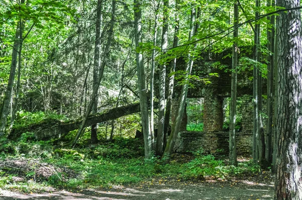 Gierloz Polen August 2018 Ulvens Lair Bunkeren Whe - Stock-foto