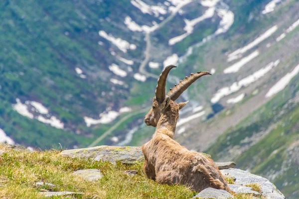 Krásný Alpský Kozorožec Zasněžených Horách Národního Parku Gran Paradiso Itálii — Stock fotografie