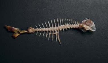 Fishbone on the black background
