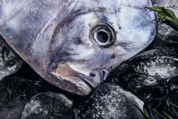 Świeże ryby (vomer lub Selene setapinnis) na roztopionym Dill lodu, da — Zdjęcie stockowe