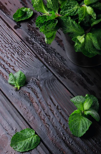 Mint segar dalam cangkir stainless dan daun menyebar mint di w — Stok Foto