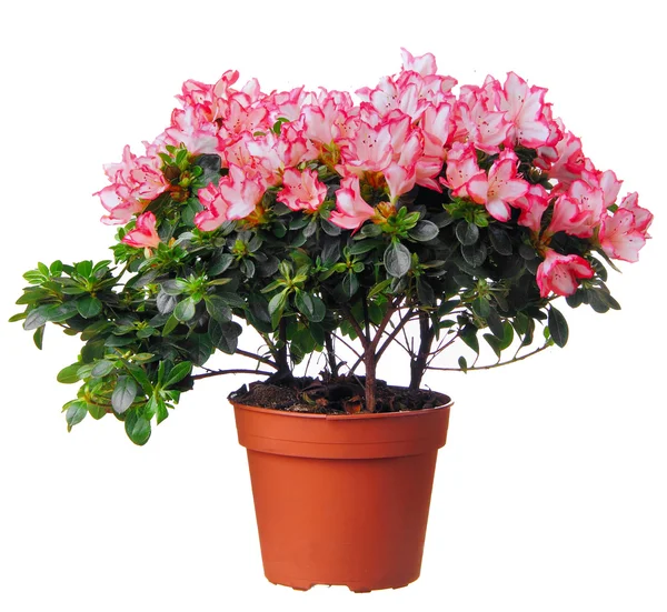 Azalea in pot.Flwoers.Isolated. — Stock Photo, Image