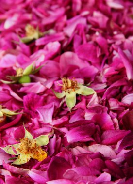 PETLAS ve gül tomurcukları. Selectvie odak