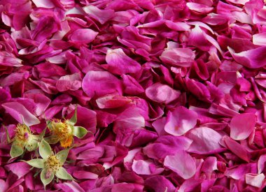 Üç tomurcukları ve gül yaprakları