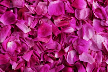 Gül yaprakları. Doku. Arka plan