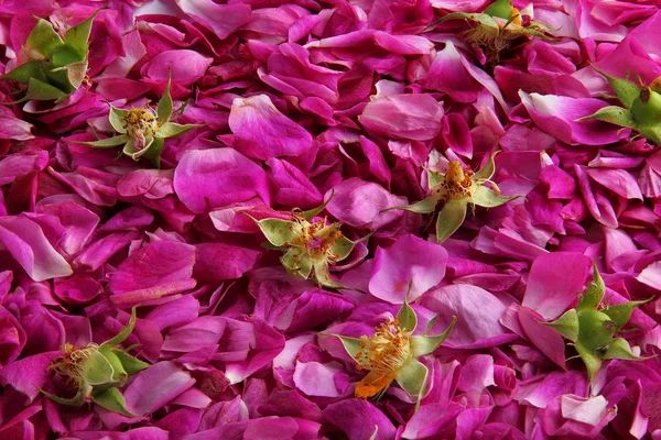 Capullos y pétalos de rosa . — Foto de Stock