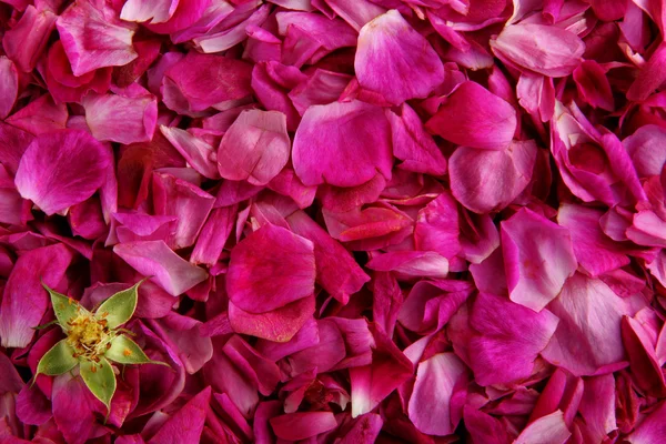 Bud och kronblad av Ros. Bakgrund — Stockfoto