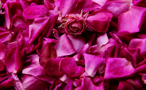 Blütenblätter der Rosen.Textur .background — Stockfoto