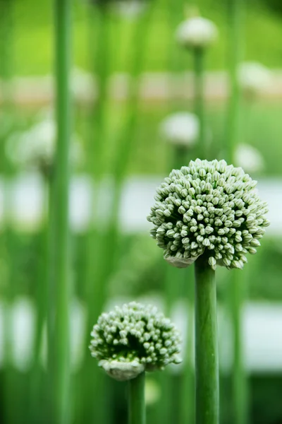 Flower of garlic.Selective focus — Stock Photo, Image