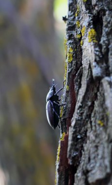 Büyük siyah böceği tahtaya kaynıyor. Seçici odak. Kavram susuzluk
