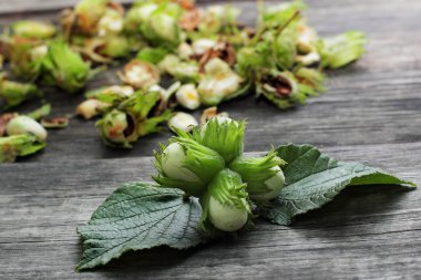 Dört yeşil fındık üzerinde yapraklar, ezilmiş fındık bir sürü