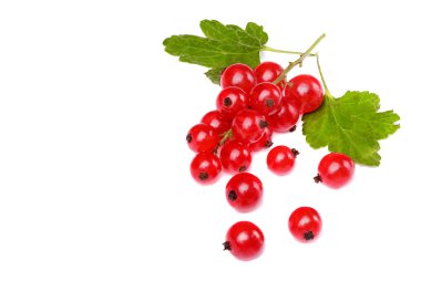 Frenk üzümü ile dalı yapraklar. Dağınık çilek. Beyaz backgro