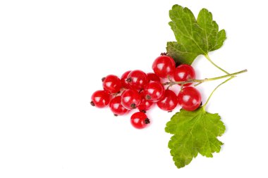 Frenk üzümü ile dalı yapraklar. Beyaz arka plan. Üstten Görünüm