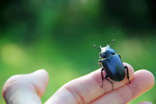 Escarabajo negro grande en el fondo hand.Blur.Selective focus.Con — Foto de Stock
