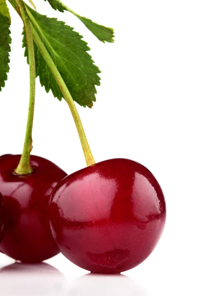 Two cherry closeup.White background — Stock Photo, Image