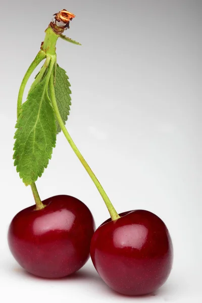 Dos cerezas con hoja.Blanco con fondo gris degradado —  Fotos de Stock