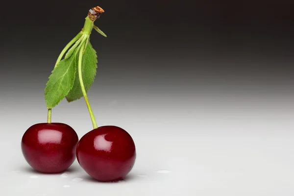 Two cherries.Stem.Leaves.Grey gradient background.Free space.Wat — Stock Photo, Image