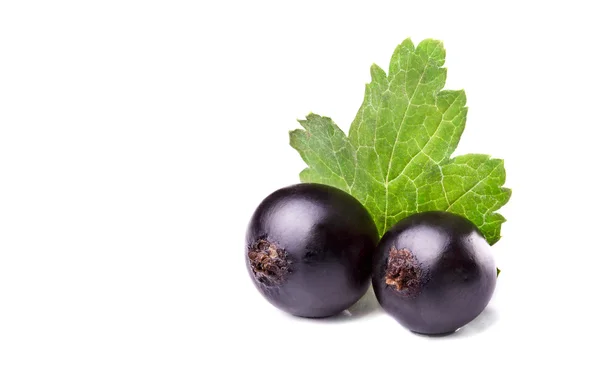 Two big black currant with leaf.White background. — Stock Photo, Image