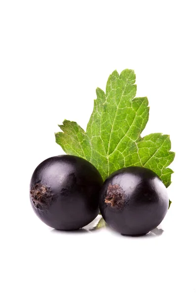 Dua Black Currant besar dengan leaf.White background.Closeup — Stok Foto