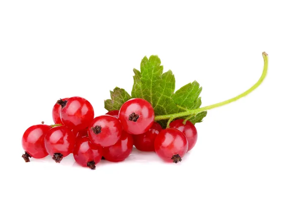 Branch of red currant with leafs.White background — Stock Photo, Image