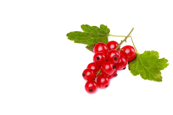 Branch of red currant with leafs.White background. free space — Stock Photo, Image