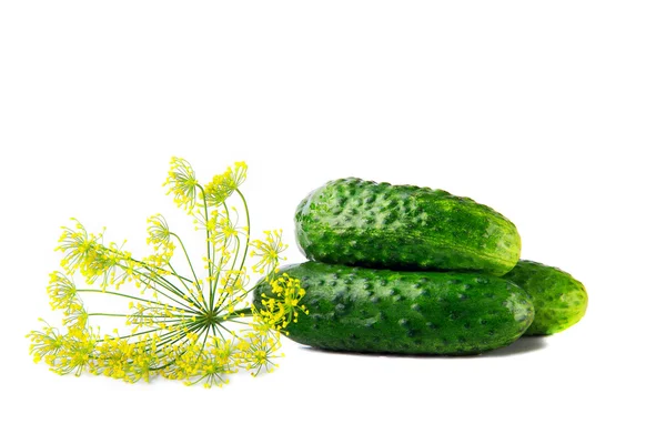 Cucumbers with flower of dill.White background. — Stock Photo, Image