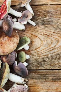 Grup mantar russule kırmızı, yeşil ve mor t üzerinde dağınık