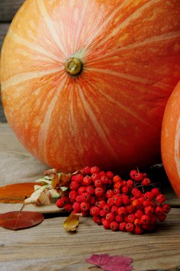 Kabaklar ve rowan, düşen yapraklar ile sonbahar natürmort. Closeup.Selective odak