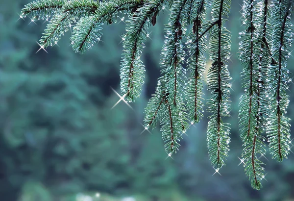 Tree branch in the dew — Stock Photo, Image