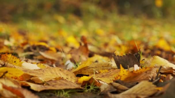 Close Sanitary Mask Fell Fallen Leaves — Stock Video
