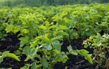 Lush green potato plants fill the field, indicating healthy growth and the upcoming harvest as farmers prepare for a fruitful season.