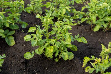 Potato plants thrive in dark soil, showcasing their health as they prepare for harvest in an agricultural field under clear skies.
