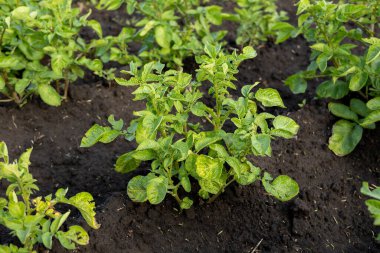 Healthy potato plants flourish in the rich soil of the field, signaling an upcoming harvest season in agriculture.