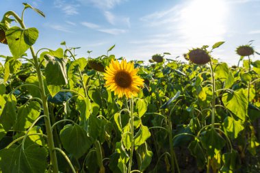 Sunflowers stand tall in a vibrant field, showcasing their yellow petals and green leaves as sunlight illuminates the landscape.
