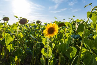 Sunflowers stretch toward the sun in a lush agricultural field, showcasing vibrant yellow petals and healthy green leaves under clear blue skies.