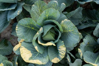 Vibrant green cabbage thrives in a field, demonstrating healthy growth and cultivation practices for a successful vegetable harvest.