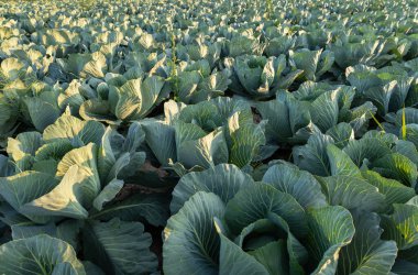 Healthy cabbage plants grow abundantly in a lush field, showcasing their vibrant green leaves and promising a fruitful harvest soon.