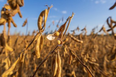 Golden soybean pods are ready for harvest in a large field, showcasing a thriving agricultural landscape on a sunny day.