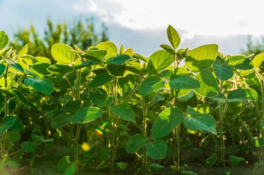 Sağlıklı soya bitkileri parlak güneş ışığı altında canlı bir tarlada büyür ve hasat zamanı tarımın güzelliğini gösterir..