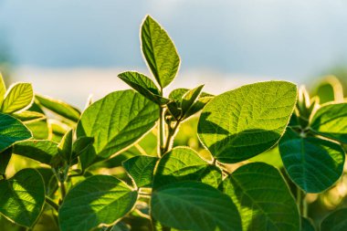 Yeşil soya bitkileri, hasat mevsimi yaklaştıkça ve doğa geliştikçe güneş ışığının tadını çıkararak tarlada dimdik duruyorlar..