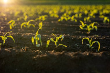 Bir tarladaki karanlık topraktan çıkan mısır tohumları büyümeye başlarken güneş ışığını emiyorlar..