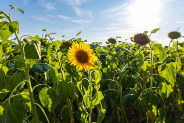 A field filled with blooming sunflowers stretches across the landscape under clear blue skies.