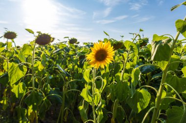 Sunflowers stand tall in a lush field, soaking up the sunlight in a stunning display of yellow and green growth on a sunny day.