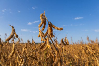 Soybean plants display their golden pods in fields, signaling the time for harvest on a sunny day in nature's agricultural landscape.