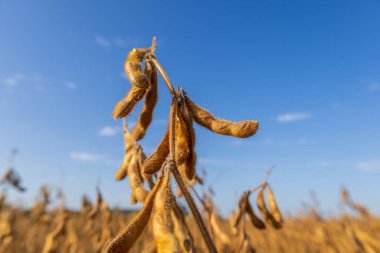 Altın soya bitkileri, sonbaharda açık mavi gökyüzüne karşı hasat için hazır olduklarını göstererek tarlada dimdik duruyorlar..