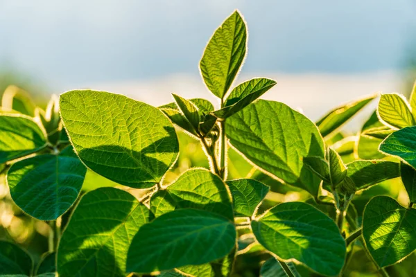 Green soybean plants thrive in a sunny field, ready for harvest. The healthy leaves shine under natural light, signifying a fruitful crop.